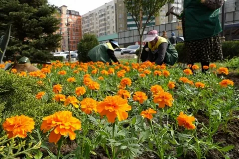 Махачкала расцветет