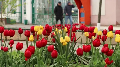 В Махачкале в 2026 году высадят рекордные 227 тысяч цветов
